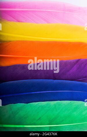 Studio shot photo of colored bird feathers as texture background Stock ...