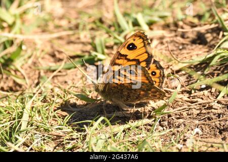 Wall Brown butterfly at rest on the ground. East Sussex, England, UK. Stock Photo