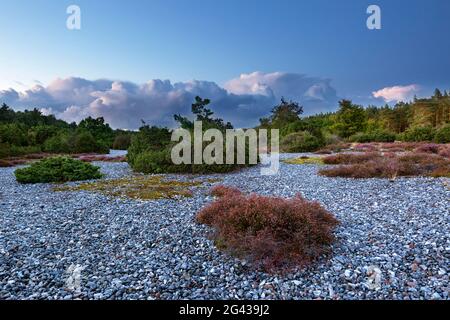 Flint fields in the Schmalen Heide, Ruegen, Baltic Sea, Mecklenburg-Western Pomerania, Germany Stock Photo