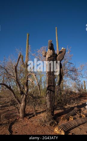 A dying saguaro cactus seeps fluid in Ironwood Forest National Monument, Sonoran Desert, Arizona, USA.  It is unknown whether the cactus is distressed Stock Photo