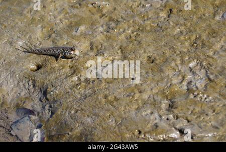 Gambia; Western Region; at Bintang Bolong; Atlantic mudskipper in the silt; at low tide Stock Photo