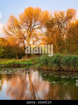 Reflections of trees on the calm lake Stock Photo