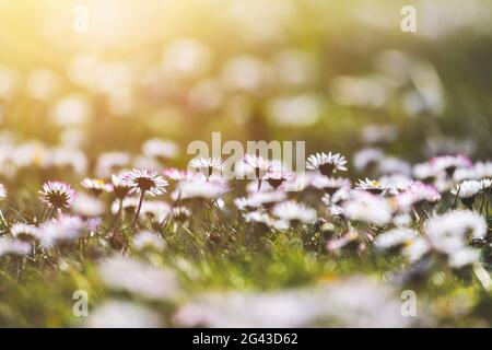 Daisies in springtime: Idyllic close up of wildflower meadow Stock Photo