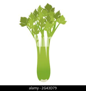 Celery isolated on a white background. Stock Vector