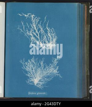 Conferva glomerata; Seaweed Stock Photo - Alamy