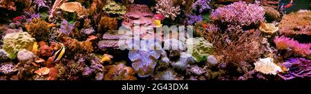 Fish, stones and seaweed in aquarium Stock Photo