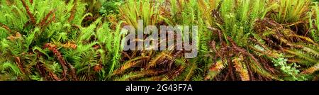 Ferns growing on forest floor, Quinault Rainforest, Washington, USA Stock Photo