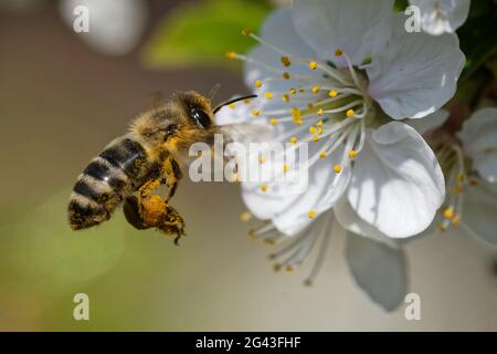 Honey bee is pollinating a blossom Stock Photo