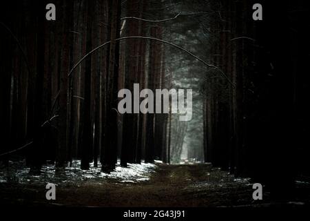Forest path crosses wintry pine forest plantation in Brandenburg, Germany Stock Photo
