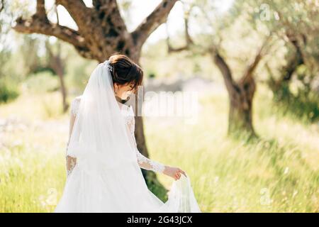 Beautiful bride in tender wedding dress with long bridal veil in the olive grove Stock Photo