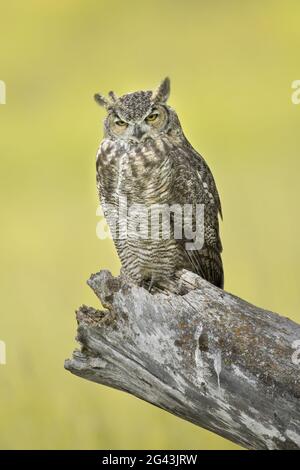 Majestic Great horned owl in Idaho.