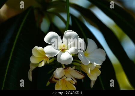 Tropical white flower in the sunlight, at Timber Creek, Northern Territory, Australia Stock Photo