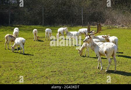 Fallow deer, white deer, white variation, in the enclosure Stock Photo