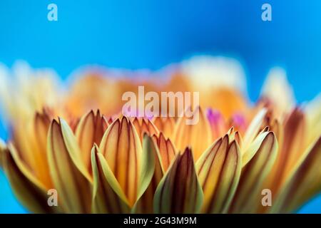 Beautiful flower petals: Close up and blue background Stock Photo