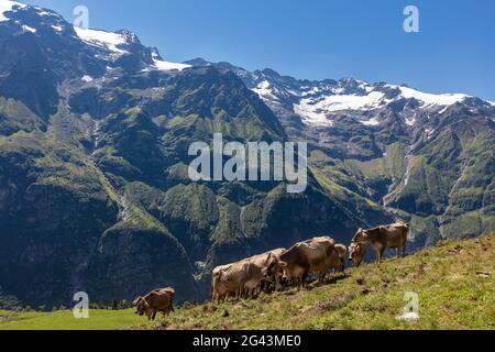 Cattle (Bos taurus), cows on pasture in front of Urner Alps on Fürenalp, Stäuber, Engelberg, Switzerland Stock Photo