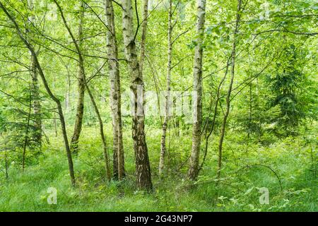 A birch grove in spring. Stock Photo