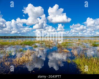 Landscape with grass and wetlands, Myakka River State Park, Sarasota, Florida, USA