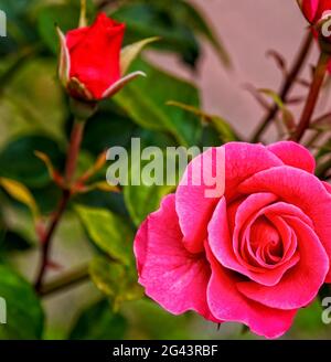 Rose in the garden Stock Photo