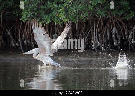 Gambia; Western Region; on the Bintang Bolong; Pelican spreads its wings; was startled by the loud boat engine Stock Photo