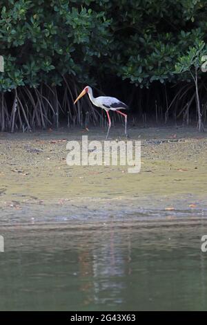 Gambia; Western Region; at Bintang Bolong; Stork strides along the bank; Stock Photo