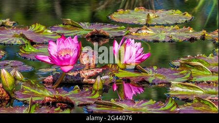 Pink water lily flowers floating on water in pond Stock Photo