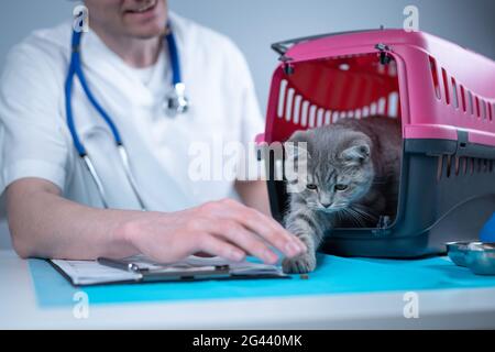 Tabby cute cat Scottish Straight breed on visit to vet doctor at animal hospital. Happy european veterinarian with clipboard in Stock Photo