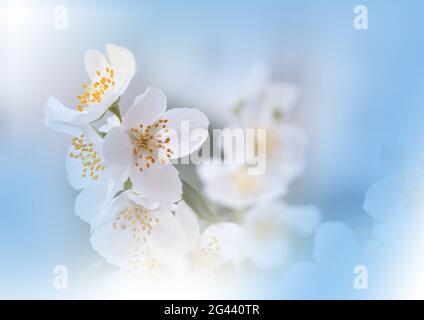 Macro Photography.Floral abstract pastel background with copy space.White Jasmine flowers in soft. Stock Photo