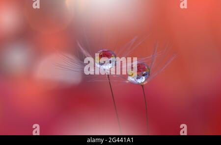 Beautiful Nature Background.Floral Art Design.Abstract Macro Photography.Pastel Flower.Dandelion. Stock Photo