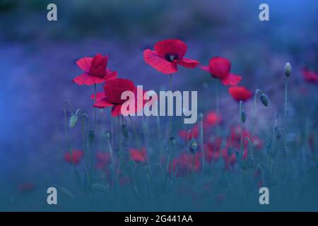 Beautiful Blue Nature Background.Macro Photo of Amazing Magic Red Poppy Flowers.Border Art Design. Stock Photo