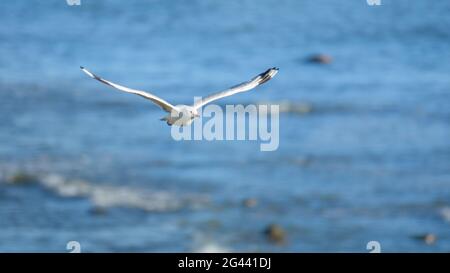 Seagull flying over the ocean Stock Photo