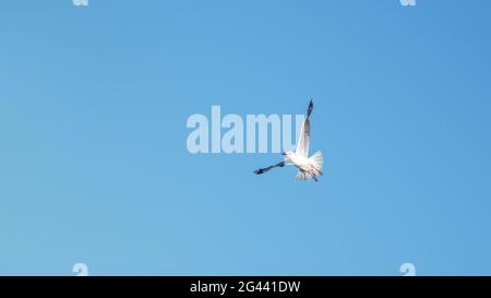 A seagull in the clear blue sky Stock Photo