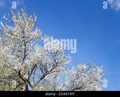 Blooming cherry tree Stock Photo