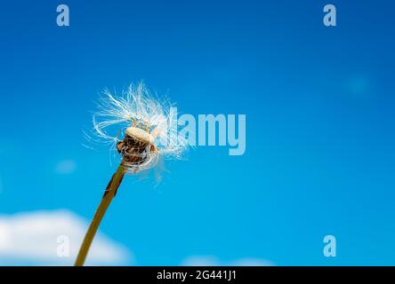 White dandelion on a background of blue sky Stock Photo