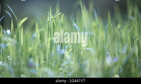 Lawn with green lush grass in the park on a spring day Stock Photo