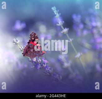 Beautiful Violet Nature Background.Floral Art Design.Macro Photography.Floral abstract pastel photo. Stock Photo