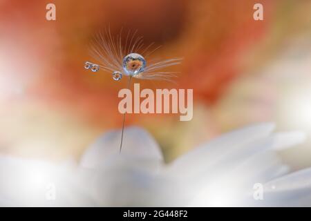 Beautiful Nature Background.Floral Art Design.Abstract Macro Photography.Pastel Flower.Dandelion. Stock Photo