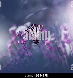 Beautiful Violet Nature Background.Floral Art Design.Macro Photography.Floral abstract pastel photo. Stock Photo