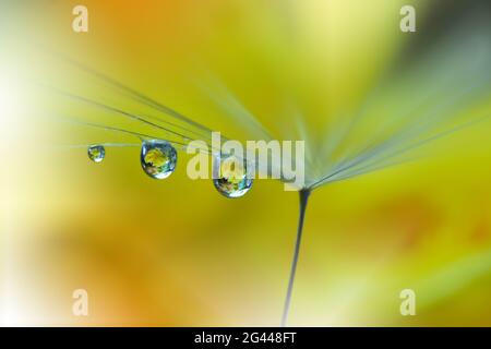 Beautiful Nature Background.Floral Art Design.Abstract Macro Photography.Pastel Flower.Dandelion. Stock Photo