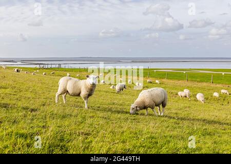 Sheep (Ovis) on the dike, North Sea, Bensersiel, East Frisia, Lower Saxony, Germany Stock Photo