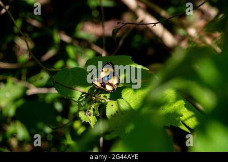 Yellow Pansy butterfly - Junonia hierta on a green grass in a forest in Laos Stock Photo