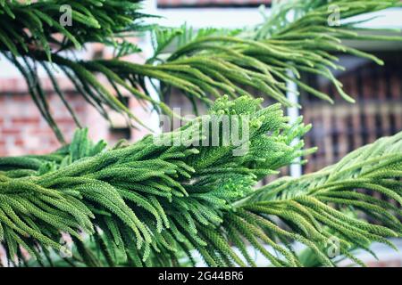 Close up of Norfolk Island Pine leaves background. Beautiful green leaf pattern of pine tree. Stock Photo