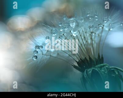Beautiful Nature Background.Floral Art Design.Abstract Macro Photography.Pastel Flower.Dandelion. Stock Photo