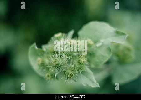 Blooming medicinal plant burdock (Arctium lappa) Stock Photo