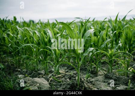 Rows of young corn shoots on a cornfield Stock Photo