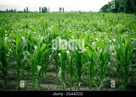 Young green corn on stalk in fields . Harvest concept Stock Photo