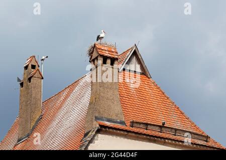 White stork (Ciconia ciconia) in the nest on the roof in Dinkelsbühl, Middle Franconia, Bavaria, Germany Stock Photo