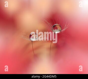 Beautiful Nature Background.Floral Art Design.Abstract Macro Photography.Pastel Flower.Dandelion. Stock Photo