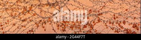Creeper plant with autumn colored leaves growing on orange wall Stock Photo