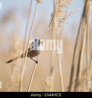 Bearded reedling in the reeds on lake Neusiedlersee