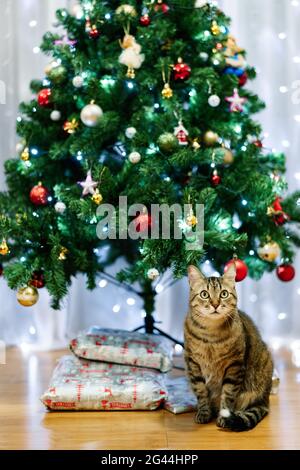 Gray fluffy cat under a decorated Christmas tree with wrapped gifts. Stock Photo